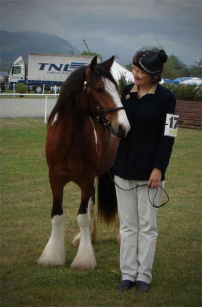 quality partbred gypsy vanner 