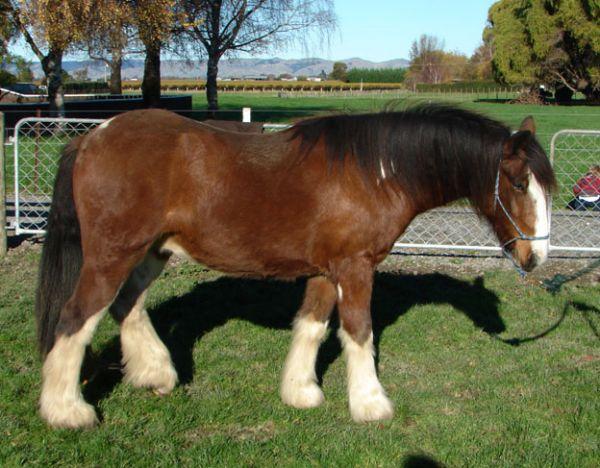 partbred gypsy cob 