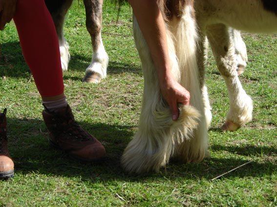 heavy feathered part bred gypsy cob