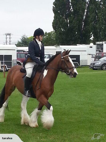 welsh C crossed with gypsy cob