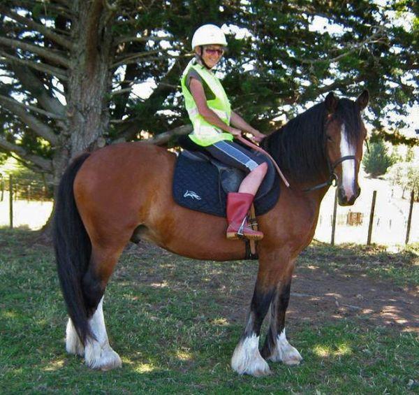 welsh c cross with gypsy vanner