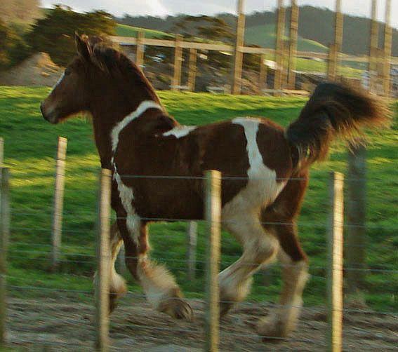 welsh c cross with gypsy vanner