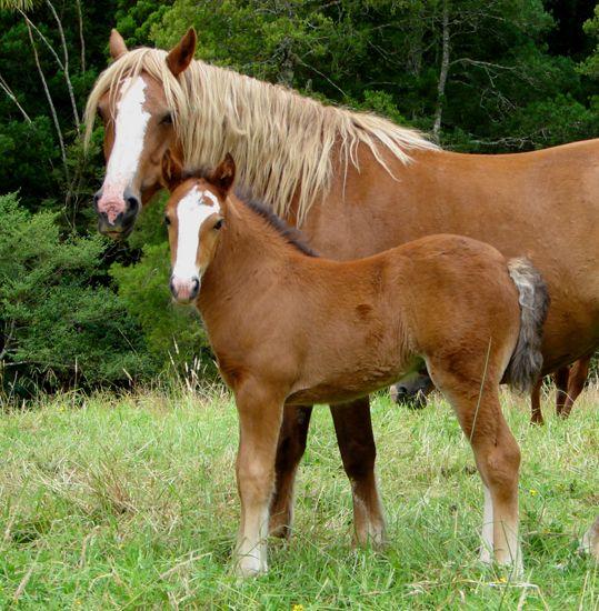 welsh c cross heavy filly with gypsy vanner