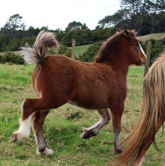 welsh c cross heavy filly with gypsy vanner