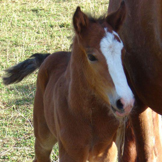 welsh c cross heavy filly with gypsy vanner