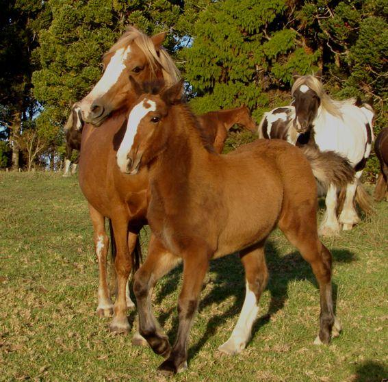 welsh c cross heavy filly with gypsy vanner