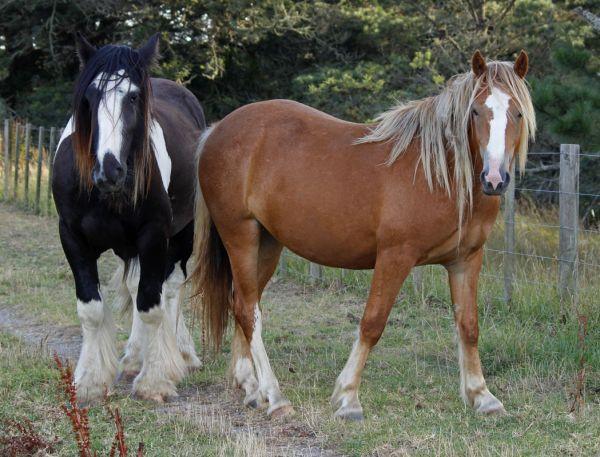 heavy partbred gypsy cob mare