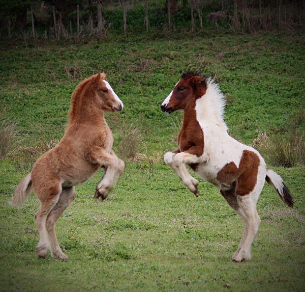 gypsy vanner foals playing