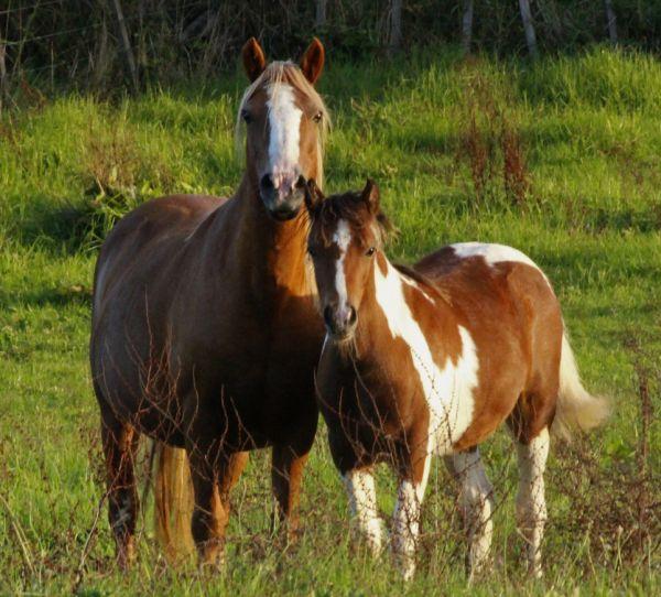 stunning welsh c gypsy vanner cross for sale