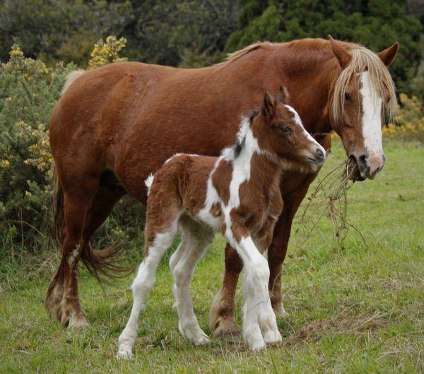 welsh cob gypsy cob cross for sale