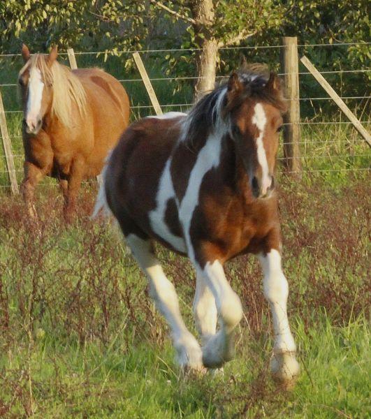 stunning partbred gypsy cob for sale