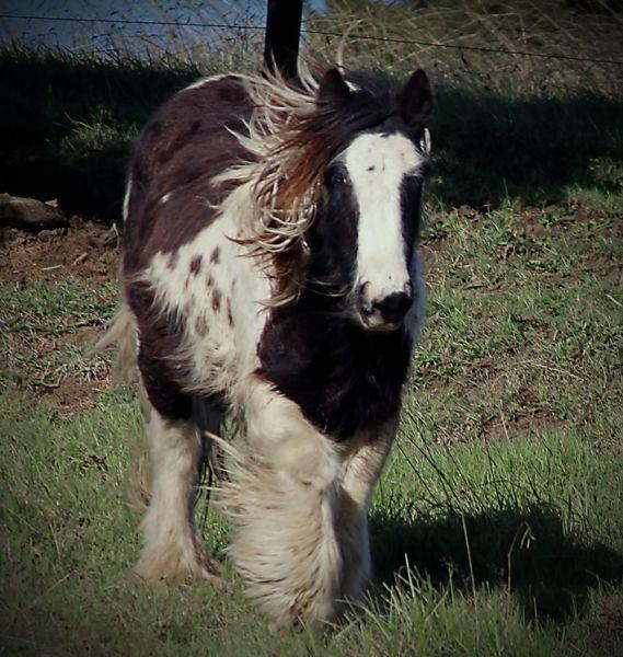 top quality gypsy cob homozygous stallion