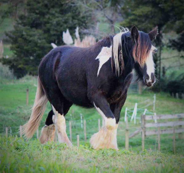 heavy boned gypsy cob stallion