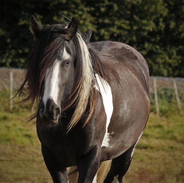gypsy vanner stallion at stud
