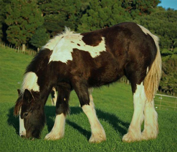 quality gypsy cob filly for sale in new zealand
