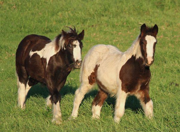 gypsy vanner fillies for sale