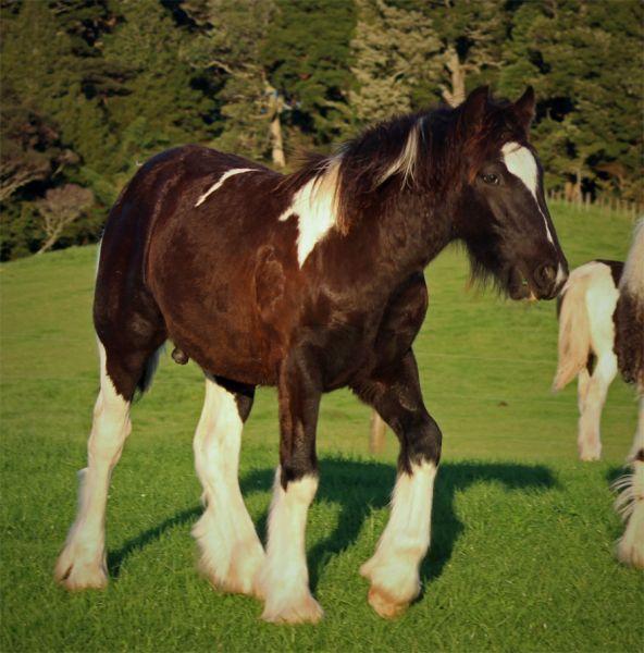 gypsy vanner dressage horse