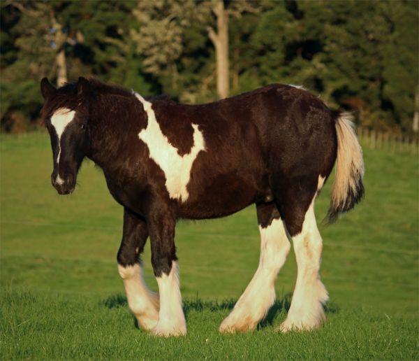 gypsy vanner for sale in New Zealand