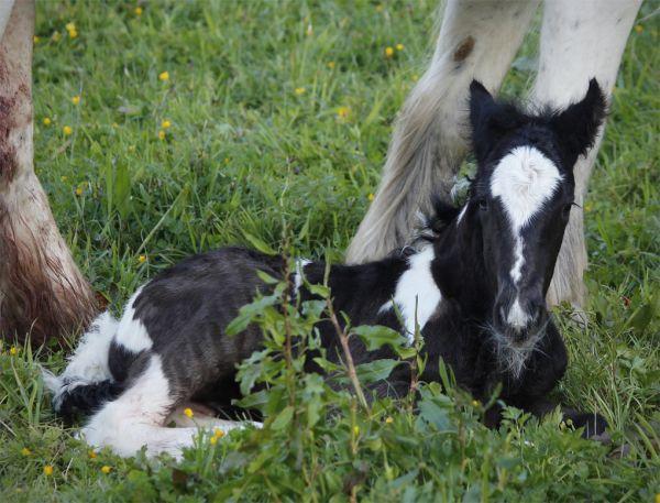 gypsy cob for sale new Zealand