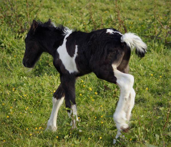 jet black and white gypsy cob