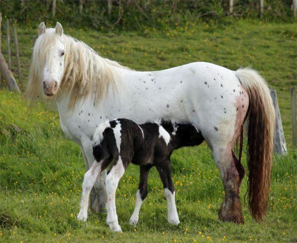 gypsy cob colt cart work