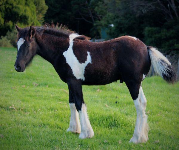 gypsy cob  carriage