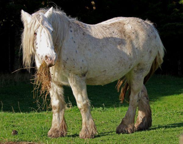 spotted gypsy cob new zealand