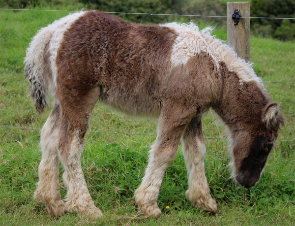 top quality gypsy cob filly for sale