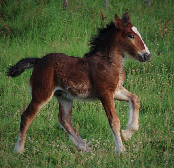 gypsy cob gelding