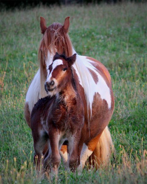 gypsy vanner gelding