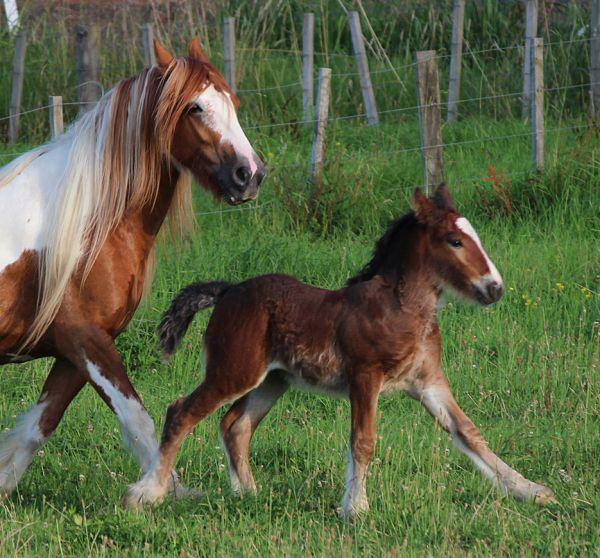 gypsy cob gelding