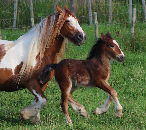 gypsy vanner cart horse 