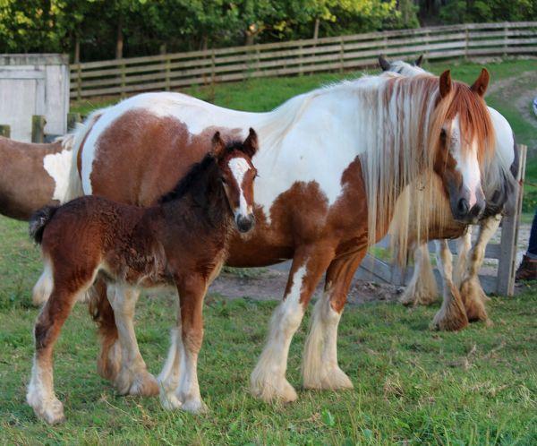 cart horse gypsy cob