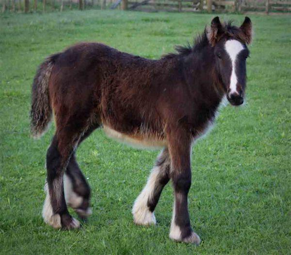 gypsy cob gelding in cart