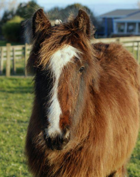 gypsy cob gelding for sale