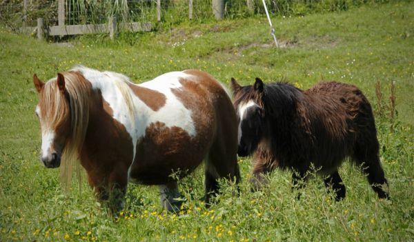 sooty bay gypsy vanner