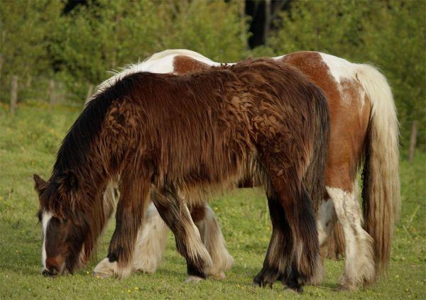 calm quiet horse to ride