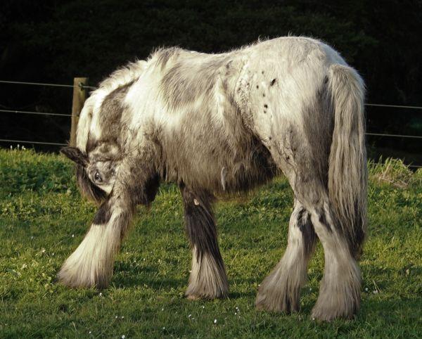 gypsy cob stallion wit LP gene