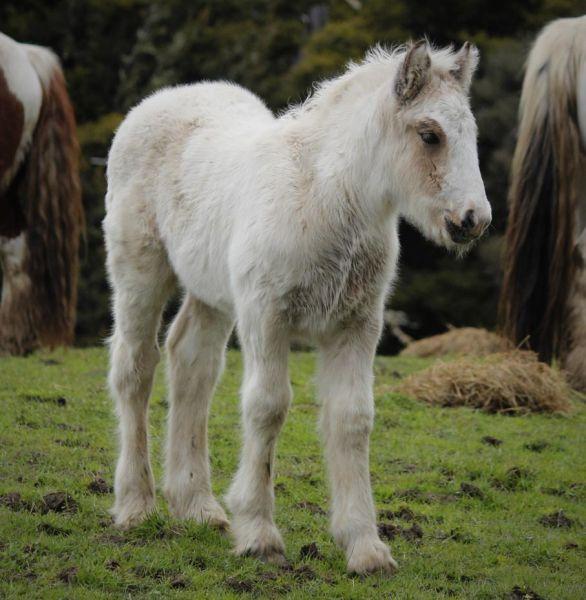 gypsy cob stallion for sale