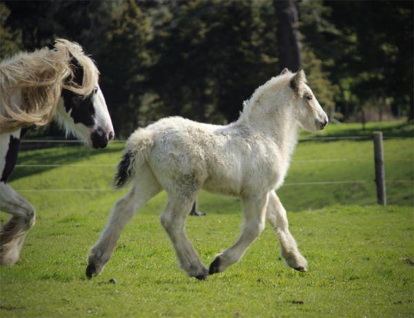 gypsy vanner stallion for sale