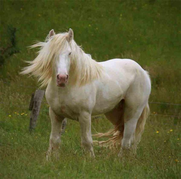 cremello stallion new zealand