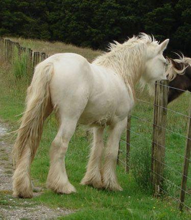 solid buckskin gypsy vanner stallion 