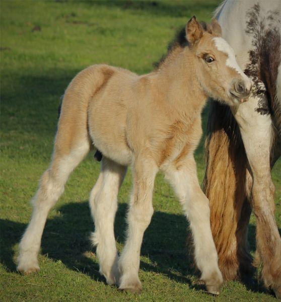 solid buckskin gypsy vanner stallion 