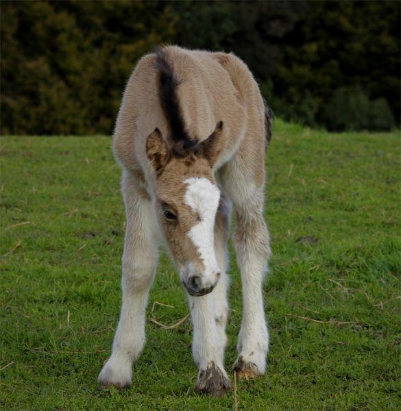 solid buckskin gypsy cob stallion 