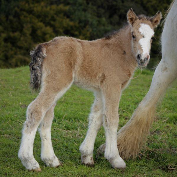 solid buckskin gypsy vanner stallion 