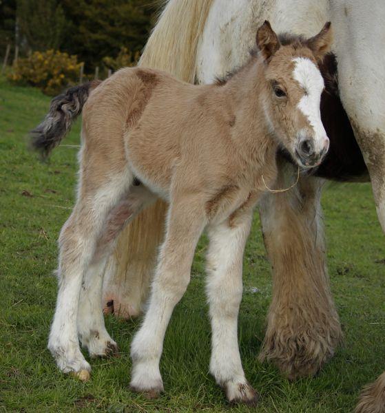 solid buckskin gypsy vanner stallion at stud