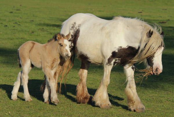 solid buckskin gypsy vanner stallion 