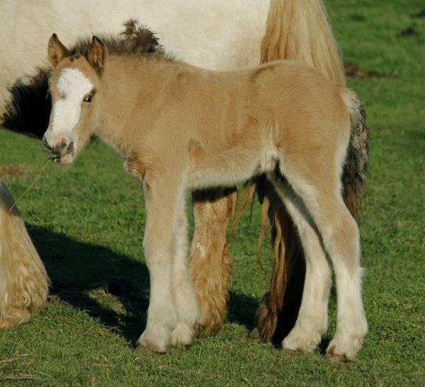 solid buckskin gypsy cob stallion 