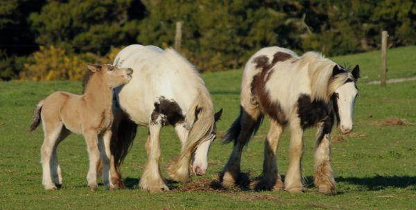 solid buckskin gypsy cob stallion 