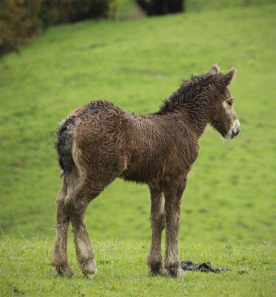 buckskin gypsy cob